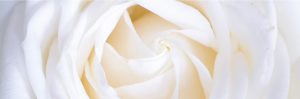 Flor Blanca